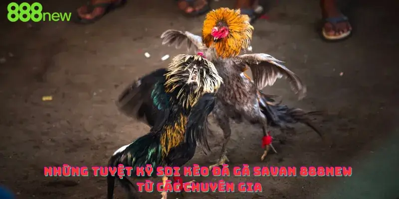 Những tuyệt kỹ soi kèo đá gà Savan 888new từ các chuyên gia